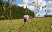 Ekapelin käyttäjätuki lomalla 22.-29.6 ja 18.7.-10.8.